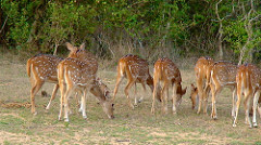 Yala national park