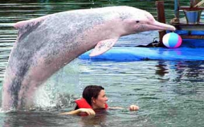 swimming_with_dolphin