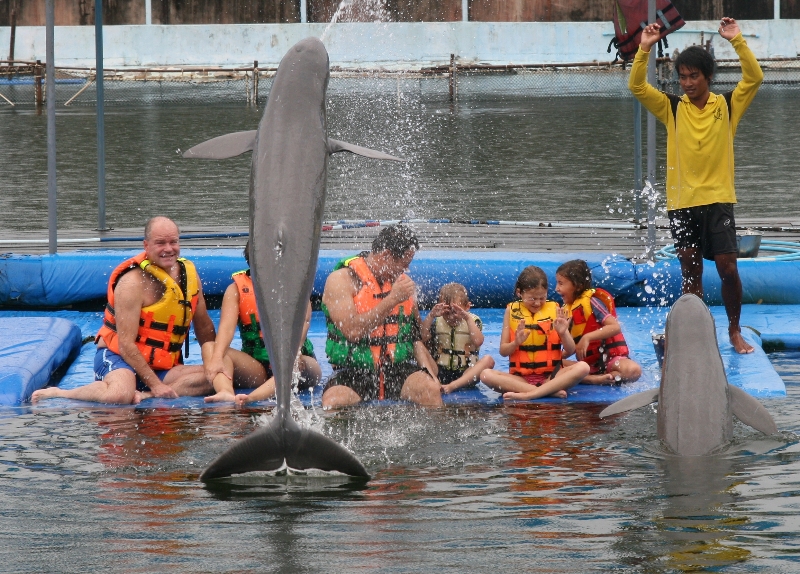 swimwithdolphinsthailand