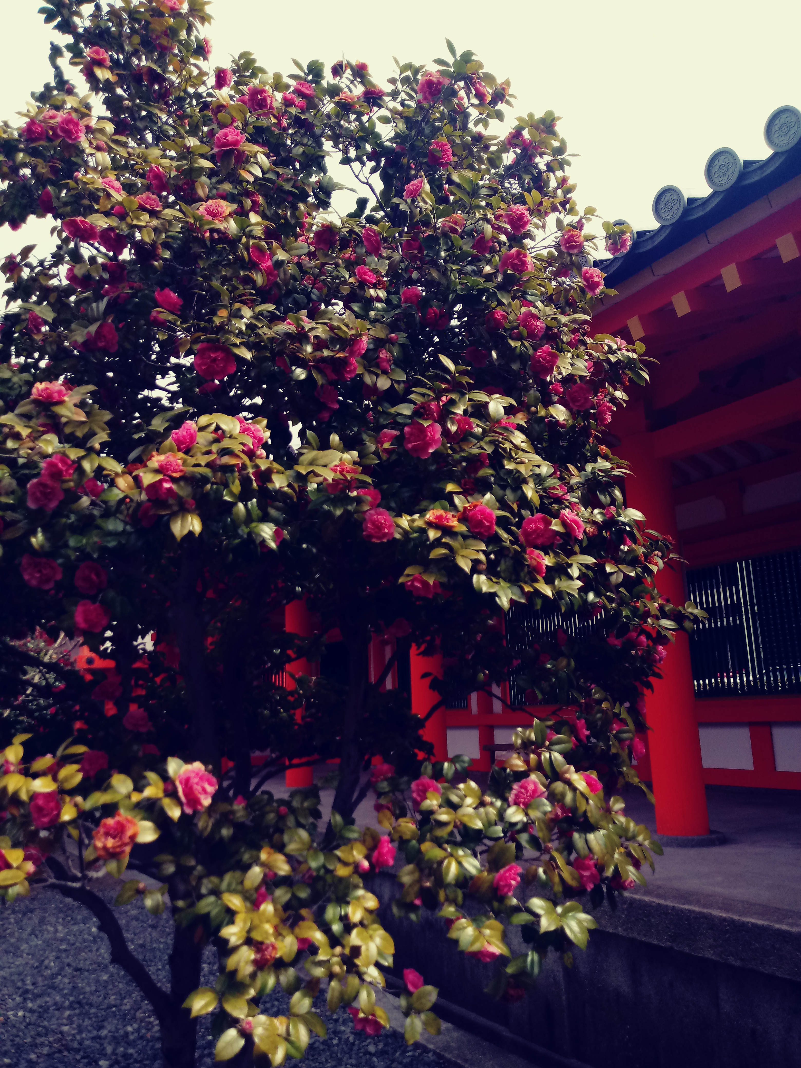 cherry blossoms in Sanjusangendo Temple complex